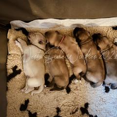 Colorado Mountain Dog puppies from West Side Woofies
