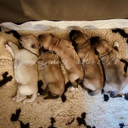 Colorado Mountain Dog puppies from West Side Woofies