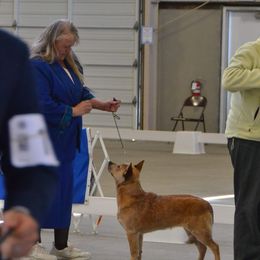 Australian Cattle Dog and French Bulldog Puppies from Sugarloaf French bulldogs and Australian cattle dogs