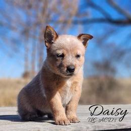 AKC Daisy - Red speckled female Australian Cattle Dog puppy in Chillicothe, Missouri from TLC Cattle dogs