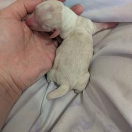 7 maybe red tux - Red female Dachshund puppy in Central Point, Oregon from MRS Long Dog Ranch