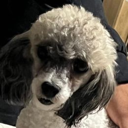Liberty - Poodle
