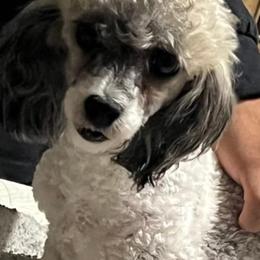 Liberty - Poodle