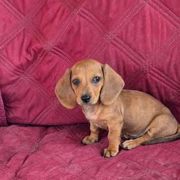 Brutus - Red male Dachshund puppy in Tucson, Arizona from Crowned Doxies