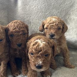 Goldendoodles from Pawsome Pups