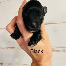 Black Boy - Black male Miniature Schnauzer puppy in Malvern, Arkansas from Deep South Miniature Schnauzers