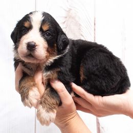 Blue collar Male - Black rust and white Bernese Mountain Dog puppy in Collinsville, Texas from Berner Dynasty