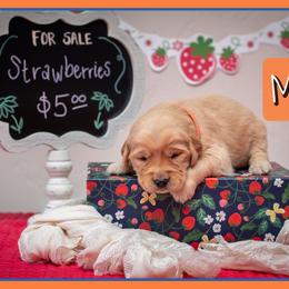 Mortimer (Morty) - Dark golden male Golden Retriever puppy in Driggs, Idaho from SK Golden Retrievers