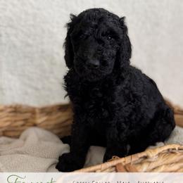 Green Boy - Black male Goldendoodle puppy in Carthage, Tennessee from Willows Doodles