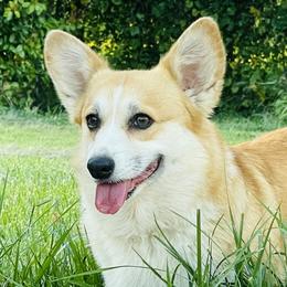 Zeta - Pembroke Welsh Corgi