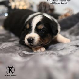 Major- BTM 1 - Black tri-color male Australian Shepherd puppy in Nacogdoches, Texas from TK Standard, Mini, & Toy Aussies