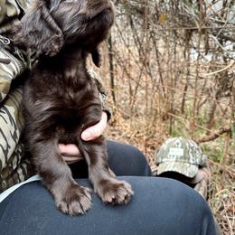 Boykin Spaniel, English Cocker Spaniel, and Labrador Retriever Puppies from PARK’s Family Farm