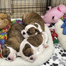 Bulldog All Grown Up from Kokopelli Bulldogs