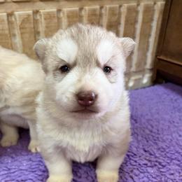 Boy 1 - Red and white male Siberian Husky puppy in Loudon, Tennessee from Kristari Siberians