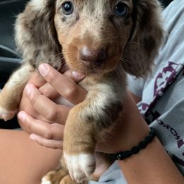 Dachshund Puppies from Dachshunds of Bunch