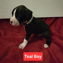 Boxer Puppies from Ashley Rhodes