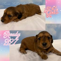 Fantasia - Cream female Dachshund puppy in Jonesboro, Illinois from Twin Hills Dachshunds