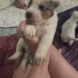 Australian Cattle Dog Puppies from Wild Sage Cattle Dogs