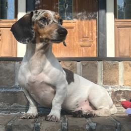 Miley - Dachshund
