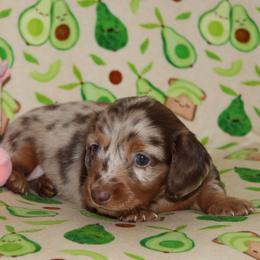 Kenzley - Dapple female Dachshund puppy in Staley, North Carolina from Langley Farms Dachshunds