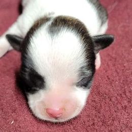 Chihuahuas from Romans Chihuahuas