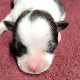 Chihuahuas from Romans Chihuahuas