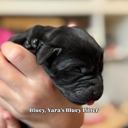 Bluey - Black female Labrador Retriever puppy in Owosso, Michigan from Bennington Retrievers
