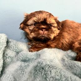Hugs - Liver male Shih Tzu puppy in Hawthorne, Florida from Simply Southern Shihtzus