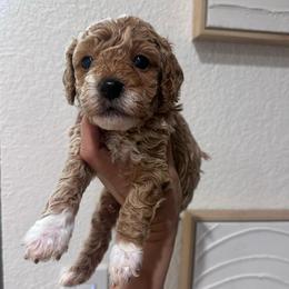 Buddy - Red male Cavapoo puppy in Sacramento County, California from Sac-Town Poodles and Doodles