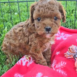 Toby - Red male Cavapoo puppy in Blackfoot, Idaho from Rocky Desert Goldens and Cavaliers