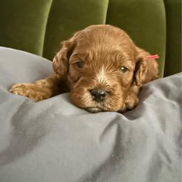 Cedar - Red male Cavapoo puppy in Spanish Fork, Utah from Poseydoodle