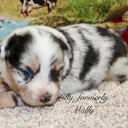 Molly - Blue merle female Miniature Australian Shepherd puppy in Ronan, Montana from Dirt Road Aussie’s of Montana
