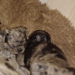 Pug Puppies from Brenda's Pugs