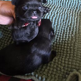 Mia - Black female Brussels Griffon puppy in Burton, Michigan from Purple Moon Pups