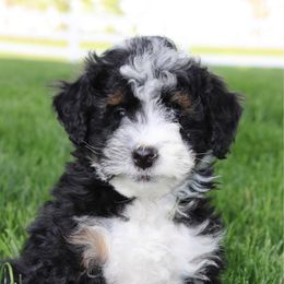 Kai - Tri-color male Bernedoodle puppy in Apple Creek, Ohio from Arlene Hershberger