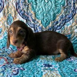 Harbor - Chocolate and tan female Dachshund puppy in Lincoln, Arkansas from Red Dirt Dachshunds