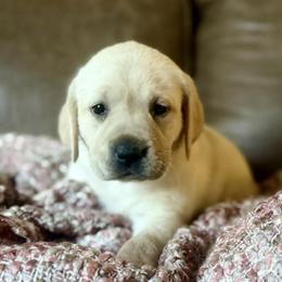 Stella - Yellow female Labrador Retriever puppy in Sweet Home, Oregon from Snowpeak English Labradors