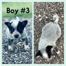 Boy 3 - Blue speckled male Australian Cattle Dog puppy in Prague, Oklahoma from S&B Cattle Co.