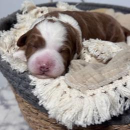 Tater - Red male Bernedoodle puppy in Hillsboro, Oregon from Myt fine doodles