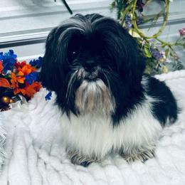 Dash - Black and white male Shih Tzu puppy in Elgin, South Carolina from Silver Bells Paw Prints