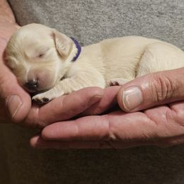 Purple collar girl - Cream female Dachshund puppy in Trade, Tennessee from TN Miniature Dachshunds & Basset Hounds