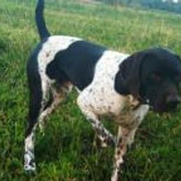 German Shorthaired Pointer All Grown Up from Shining Star GSP's