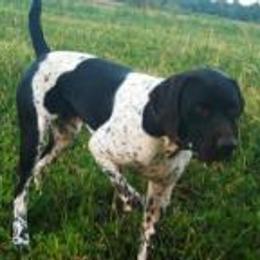 German Shorthaired Pointer All Grown Up from Shining Star GSP's