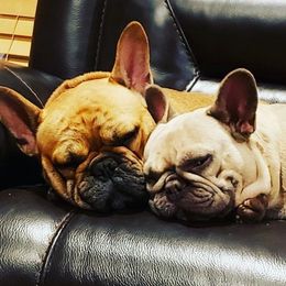 French Bulldogs from Inn the Dog House