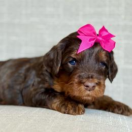 Pink - Phantom female Goldendoodle puppy in Hesperia, Michigan from Red Acres Poodles & Doodles