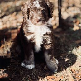 Australian Mountain Doodle Puppies from Sammi Sweet Doodles
