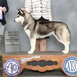 Lena - Siberian Husky