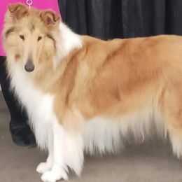 Elfie - Collie