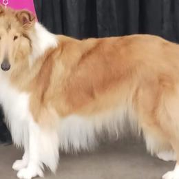 Elfie - Collie