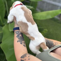 Basset Hound Puppies from Breeze Basset Hounds